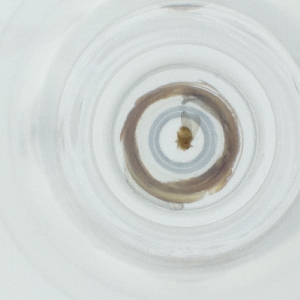  ( - CAMP_062_A2)  @11 [ ] by  Genome Research Ltd as Wellcome Sanger Institute Genome Research Limited operating as Wellcome Sanger Institute