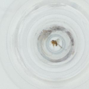  ( - CAMP_063_D11)  @11 [ ] by  Genome Research Ltd as Wellcome Sanger Institute Genome Research Limited operating as Wellcome Sanger Institute