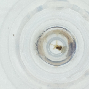  ( - CAMP_065_F4)  @11 [ ] by  Genome Research Ltd as Wellcome Sanger Institute Genome Research Limited operating as Wellcome Sanger Institute