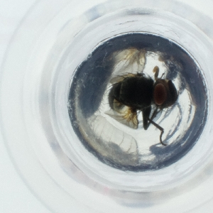  ( - CAMP_065_F9)  @11 [ ] by  Genome Research Ltd as Wellcome Sanger Institute Genome Research Limited operating as Wellcome Sanger Institute