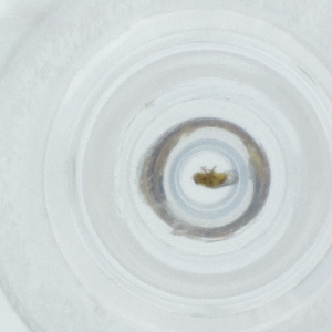  ( - CAMP_073_B3)  @11 [ ] by  Genome Research Ltd as Wellcome Sanger Institute Genome Research Limited operating as Wellcome Sanger Institute