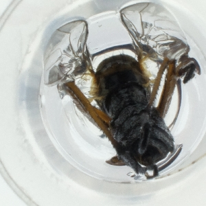  ( - CAMP_076_A7)  @11 [ ] by  Genome Research Ltd as Wellcome Sanger Institute Genome Research Limited operating as Wellcome Sanger Institute