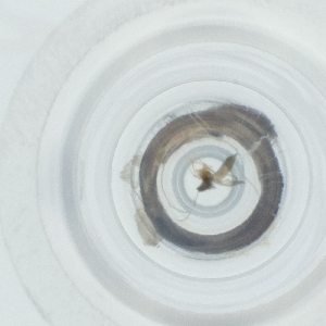  ( - CAMP_085_G4)  @11 [ ] by  Genome Research Ltd as Wellcome Sanger Institute Genome Research Limited operating as Wellcome Sanger Institute