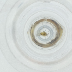  ( - CAMP_086_F8)  @11 [ ] by  Genome Research Ltd as Wellcome Sanger Institute Genome Research Limited operating as Wellcome Sanger Institute