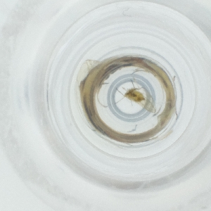  ( - CAMP_087_A11)  @11 [ ] by  Genome Research Ltd as Wellcome Sanger Institute Genome Research Limited operating as Wellcome Sanger Institute