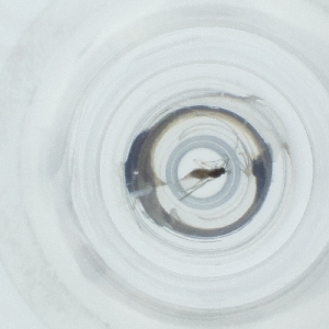  ( - CAMP_088_A6)  @11 [ ] by  Genome Research Ltd as Wellcome Sanger Institute Genome Research Limited operating as Wellcome Sanger Institute