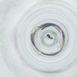  ( - CAMP_088_B11)  @11 [ ] by  Genome Research Ltd as Wellcome Sanger Institute Genome Research Limited operating as Wellcome Sanger Institute