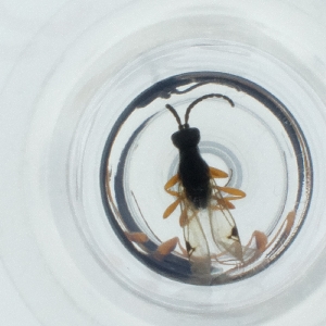  ( - CAMP_088_C3)  @11 [ ] by  Genome Research Ltd as Wellcome Sanger Institute Genome Research Limited operating as Wellcome Sanger Institute