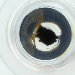  ( - CAMP_091_G9)  @11 [ ] by  Genome Research Ltd as Wellcome Sanger Institute Genome Research Limited operating as Wellcome Sanger Institute