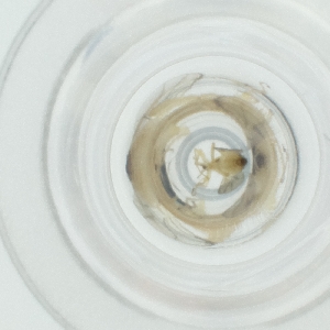  ( - CAMP_092_F8)  @11 [ ] by  Genome Research Ltd as Wellcome Sanger Institute Genome Research Limited operating as Wellcome Sanger Institute