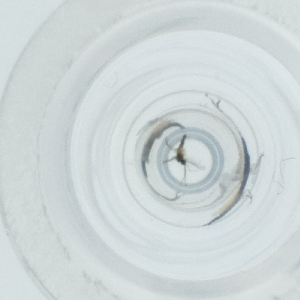  ( - CAMP_092_H1)  @11 [ ] by  Genome Research Ltd as Wellcome Sanger Institute Genome Research Limited operating as Wellcome Sanger Institute