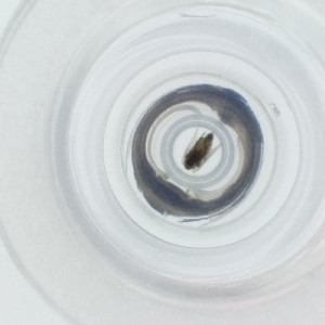  ( - CAMP_095_H11)  @11 [ ] by  Genome Research Ltd as Wellcome Sanger Institute Genome Research Limited operating as Wellcome Sanger Institute