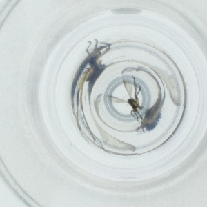  ( - CAMP_098_A9)  @11 [ ] by  Genome Research Ltd as Wellcome Sanger Institute Genome Research Limited operating as Wellcome Sanger Institute