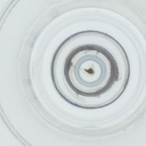  ( - CAMP_098_D9)  @11 [ ] by  Genome Research Ltd as Wellcome Sanger Institute Genome Research Limited operating as Wellcome Sanger Institute