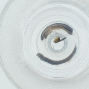  ( - CAMP_100_E9)  @11 [ ] by  Genome Research Ltd as Wellcome Sanger Institute Genome Research Limited operating as Wellcome Sanger Institute