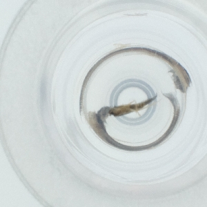  ( - CAMP_100_G9)  @11 [ ] by  Genome Research Ltd as Wellcome Sanger Institute Genome Research Limited operating as Wellcome Sanger Institute