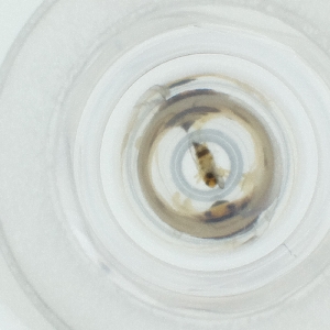  ( - CAMP_102_F6)  @11 [ ] by  Genome Research Ltd as Wellcome Sanger Institute Genome Research Limited operating as Wellcome Sanger Institute