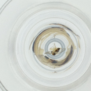  ( - CAMP_113_B4)  @11 [ ] by  Genome Research Ltd as Wellcome Sanger Institute Genome Research Limited operating as Wellcome Sanger Institute