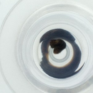  ( - CAMP_114_H7)  @11 [ ] by  Genome Research Ltd as Wellcome Sanger Institute Genome Research Limited operating as Wellcome Sanger Institute