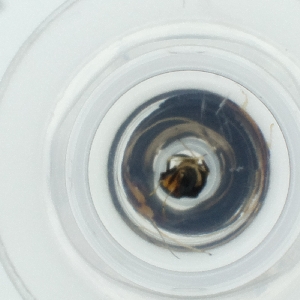  ( - CAMP_116_E4)  @11 [ ] by  Genome Research Ltd as Wellcome Sanger Institute Genome Research Limited operating as Wellcome Sanger Institute