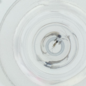  ( - CAMP_116_F10)  @11 [ ] by  Genome Research Ltd as Wellcome Sanger Institute Genome Research Limited operating as Wellcome Sanger Institute