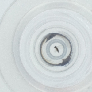  ( - CAMP_121_H8)  @11 [ ] by  Genome Research Ltd as Wellcome Sanger Institute Genome Research Limited operating as Wellcome Sanger Institute