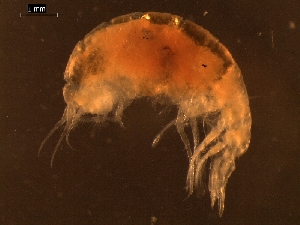  ( - AB1-AMP330)  @12 [ ] CreativeCommons - Attribution Non-Commercial Share-Alike (2014) Inga Mohrbeck Senckenberg, Dept. German Center for Marine Biodiversity Research