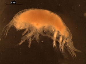  (Paralicella caperesca - AB1-AMP334)  @12 [ ] CreativeCommons - Attribution Non-Commercial Share-Alike (2014) Inga Mohrbeck Senckenberg, Dept. German Center for Marine Biodiversity Research