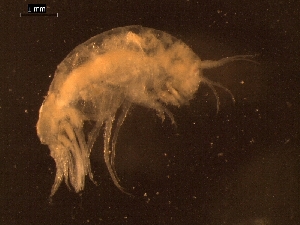  ( - AB1-AMP401)  @12 [ ] CreativeCommons - Attribution Non-Commercial Share-Alike (2014) Inga Mohrbeck Senckenberg, Dept. German Center for Marine Biodiversity Research