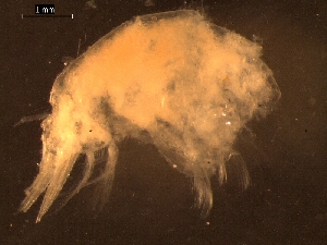 ( - AB1-AMP459)  @12 [ ] CreativeCommons - Attribution Non-Commercial Share-Alike (2014) Inga Mohrbeck Senckenberg, Dept. German Center for Marine Biodiversity Research