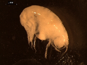  ( - AB1-AMP48)  @12 [ ] CreativeCommons - Attribution Non-Commercial Share-Alike (2014) Inga Mohrbeck Senckenberg, Dept. German Center for Marine Biodiversity Research