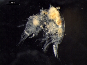  ( - AB1-AMP594)  @12 [ ] CreativeCommons - Attribution Non-Commercial Share-Alike (2014) Inga Mohrbeck Senckenberg, Dept. German Center for Marine Biodiversity Research