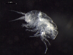  ( - AB1-AMP596)  @12 [ ] CreativeCommons - Attribution Non-Commercial Share-Alike (2014) Inga Mohrbeck Senckenberg, Dept. German Center for Marine Biodiversity Research