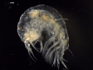  (Paralicella caperesca - AB1-AMP611)  @12 [ ] CreativeCommons - Attribution Non-Commercial Share-Alike (2014) Inga Mohrbeck Senckenberg, Dept. German Center for Marine Biodiversity Research