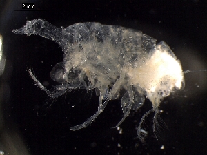  ( - AB1-AMP612)  @12 [ ] CreativeCommons - Attribution Non-Commercial Share-Alike (2014) Inga Mohrbeck Senckenberg, Dept. German Center for Marine Biodiversity Research