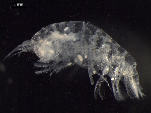  ( - AB1-AMP613)  @12 [ ] CreativeCommons - Attribution Non-Commercial Share-Alike (2014) Inga Mohrbeck Senckenberg, Dept. German Center for Marine Biodiversity Research