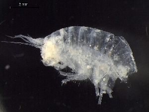  ( - AB1-AMP629)  @12 [ ] CreativeCommons - Attribution Non-Commercial Share-Alike (2014) Inga Mohrbeck Senckenberg, Dept. German Center for Marine Biodiversity Research