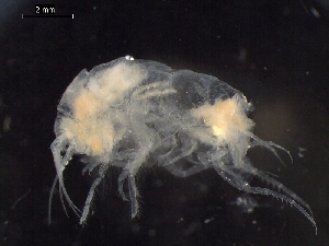  ( - AB1-AMP630)  @12 [ ] CreativeCommons - Attribution Non-Commercial Share-Alike (2014) Inga Mohrbeck Senckenberg, Dept. German Center for Marine Biodiversity Research