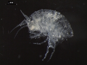  ( - AB1-AMP660)  @12 [ ] CreativeCommons - Attribution Non-Commercial Share-Alike (2014) Inga Mohrbeck Senckenberg, Dept. German Center for Marine Biodiversity Research