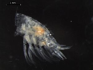  ( - AB1-AMP661)  @12 [ ] CreativeCommons - Attribution Non-Commercial Share-Alike (2014) Inga Mohrbeck Senckenberg, Dept. German Center for Marine Biodiversity Research