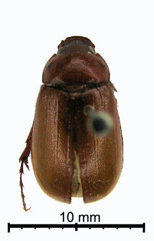  (Sericesthis sp_nr_incola_TAW - ww04351)  @13 [ ] CreativeCommons - Attribution Non-Commercial Share-Alike (2017) Andrew Mitchell Australian Museum