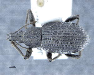  (Catapionus viridimetallicus - CNCCOLVG00009931)  @11 [ ] Copyright (2018) Vasily Grebennikov CFIA