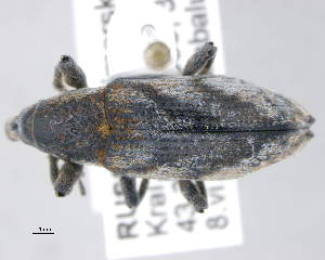  (Scaphomorphus acutipennis - CNCCOLVG00011124)  @11 [ ] c (2021) Vasily Grebennikov CFIA