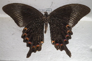  (Papilio paris - SCBP0109)  @14 [ ] Unspecified (default): All Rights Reserved (2015) Unspecified Unspecified