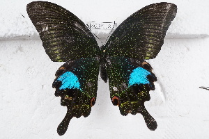  (Papilio paris - SCBP1185)  @14 [ ] Unspecified (default): All Rights Reserved (2015) Unspecified Unspecified