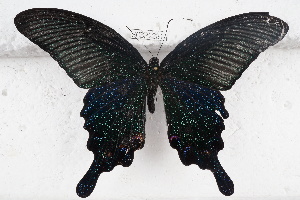  (Papilio dialis - SCBP1231)  @13 [ ] Unspecified (default): All Rights Reserved (2015) Unspecified Unspecified