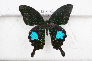  (Papilio paris - SCBP1807)  @14 [ ] Unspecified (default): All Rights Reserved (2015) Unspecified Unspecified