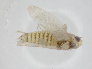  ( - CBG-A08775-E08)  @11 [ ] CreativeCommons - Attribution Share - Alike (2023) Centre for Biodiversity Genomics Centre for Biodiversity Genomics