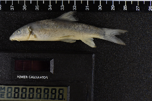  ( - 8007796)  @11 [ ] CreativeCommons  Attribution Share-Alike (2019) Unspecified Zoological Research Museum Alexander Koenig