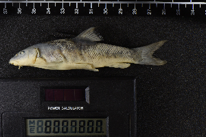  ( - 8007800)  @11 [ ] CreativeCommons  Attribution Share-Alike (2019) Unspecified Zoological Research Museum Alexander Koenig